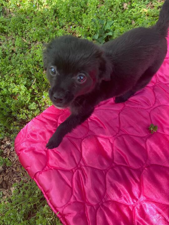 Dog Image