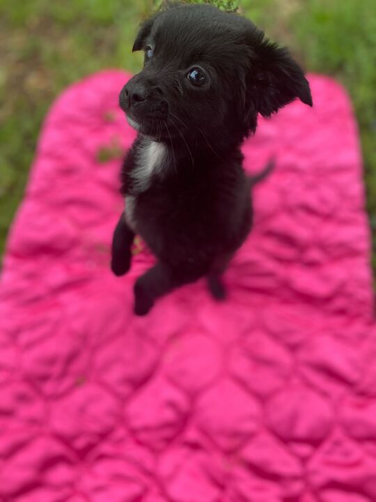 Dog Image