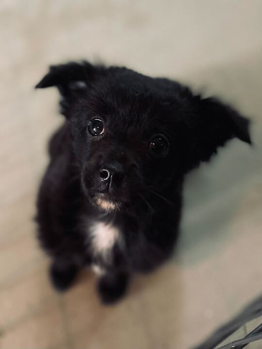 Dog Image