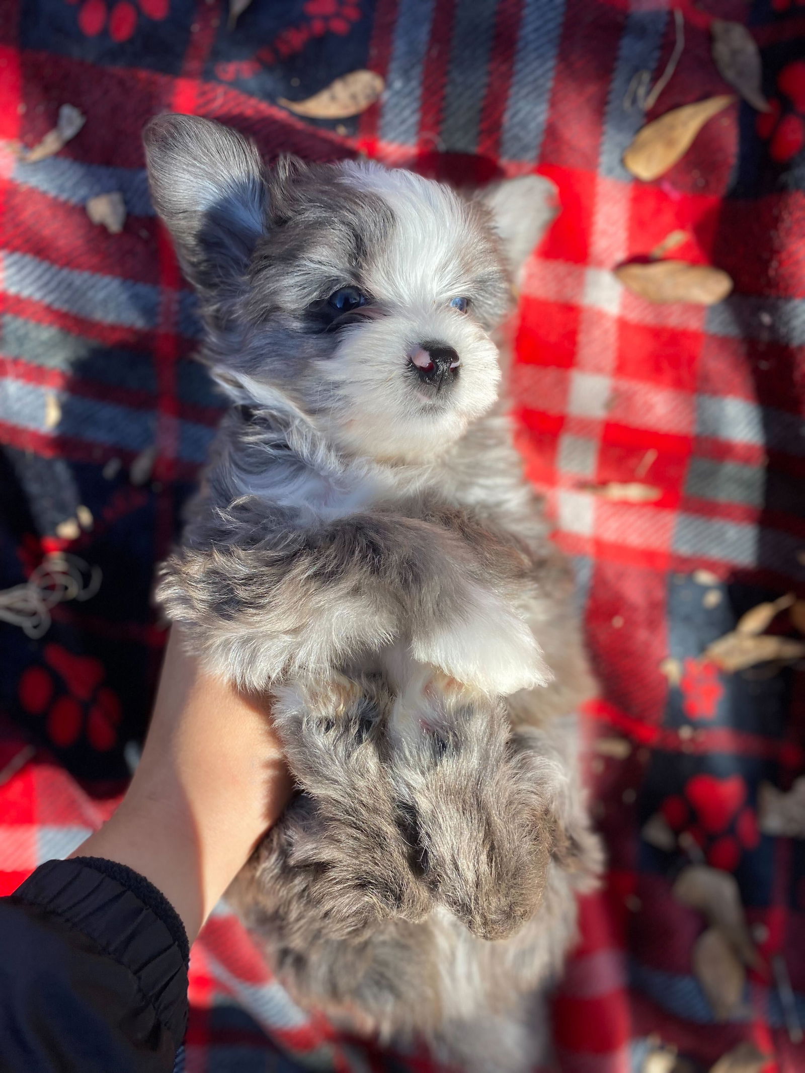 Dog Image