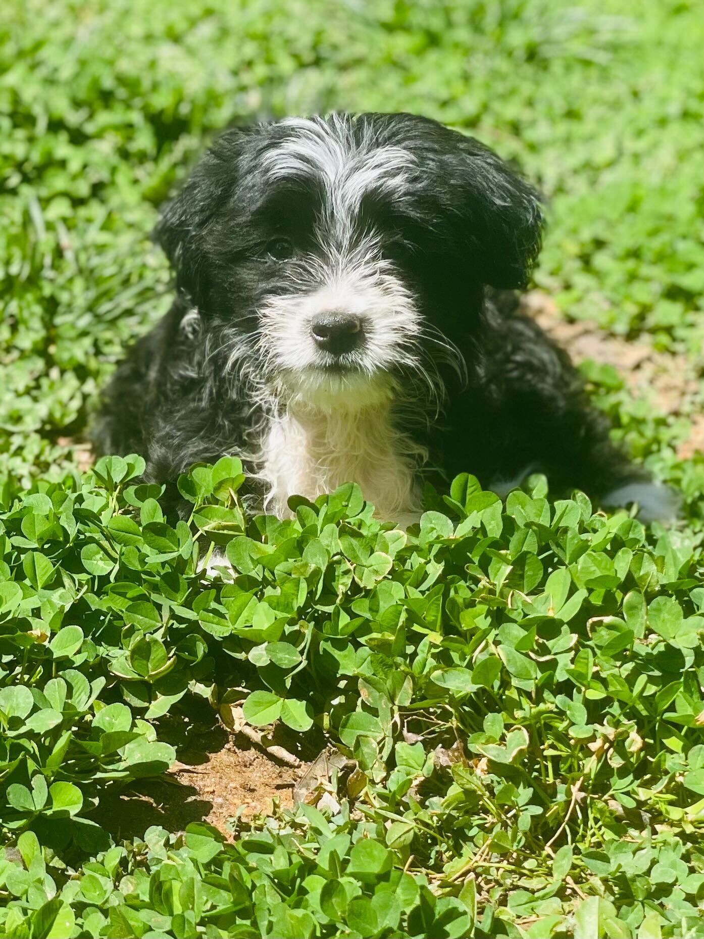 Dog Image