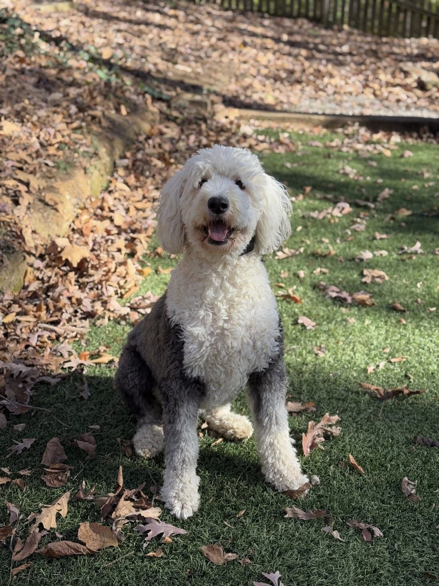 Dog Image
