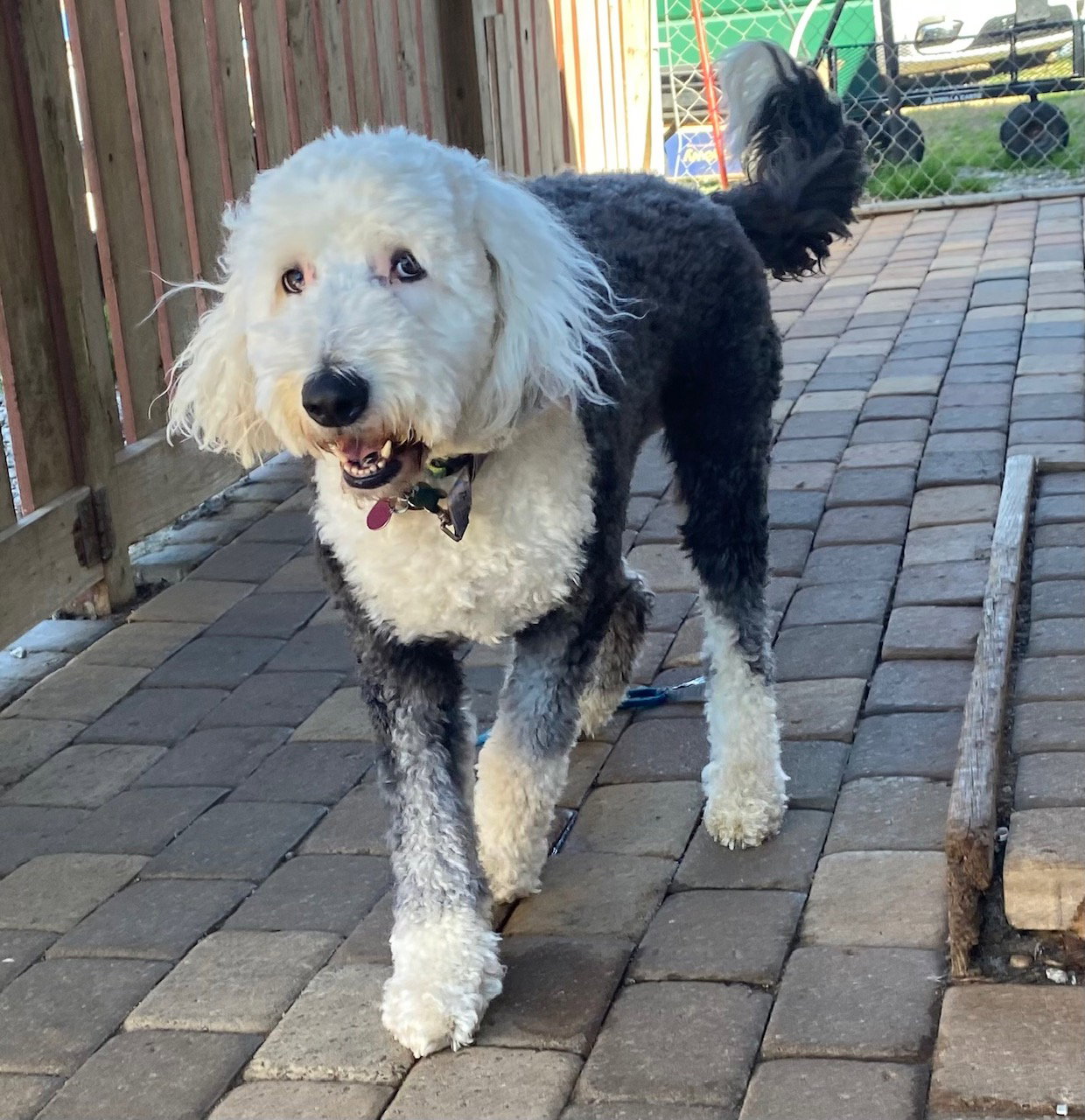 Dog Image