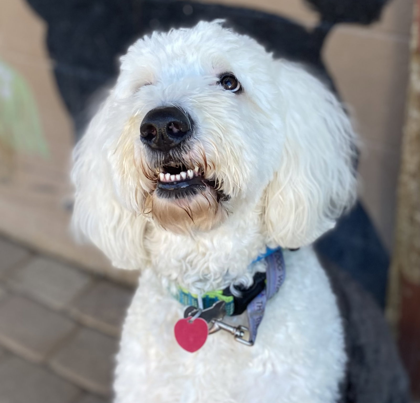 Dog Image