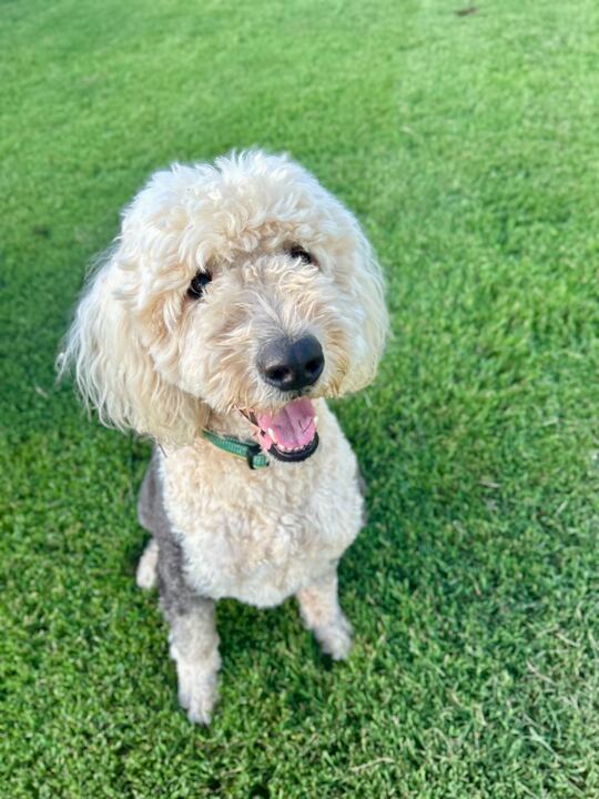 <strong> Boone Mar 25 </strong> <br/> <small>Poodle (Standard) / Old English Sheepdog / Mixed (long coat)</small>