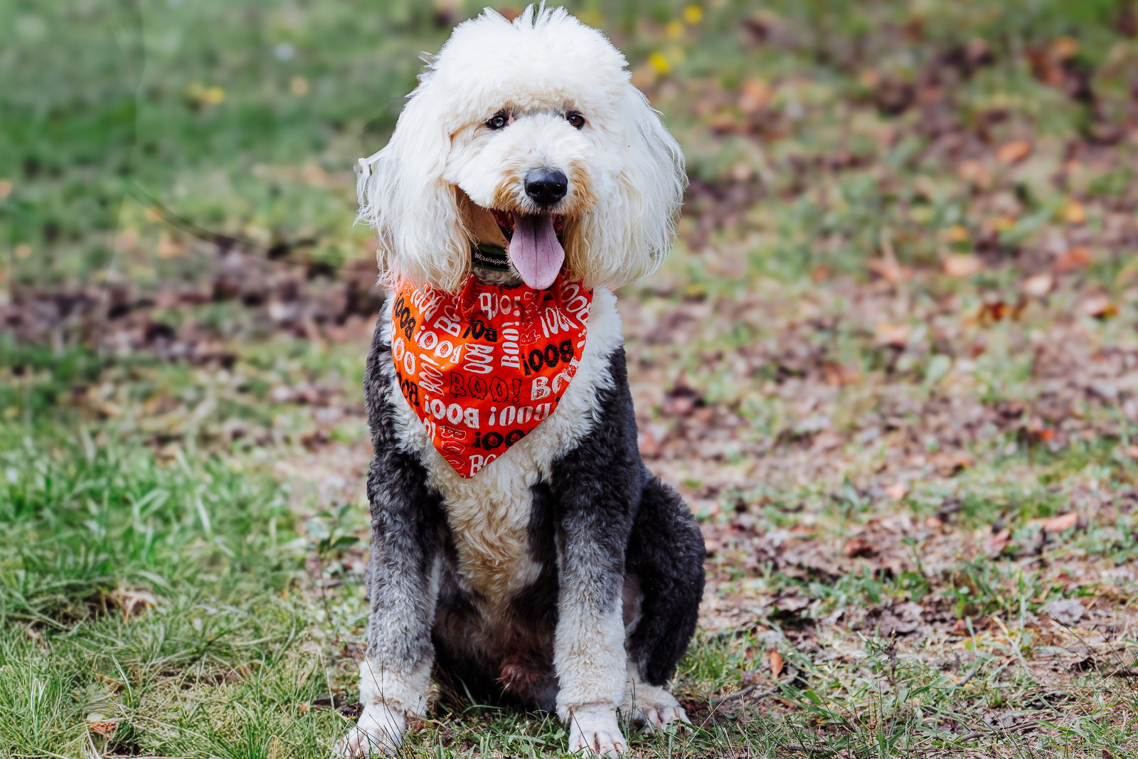 <strong> Boone Mar 25 </strong> <br/> <small>Poodle (Standard) / Old English Sheepdog / Mixed (long coat)</small>