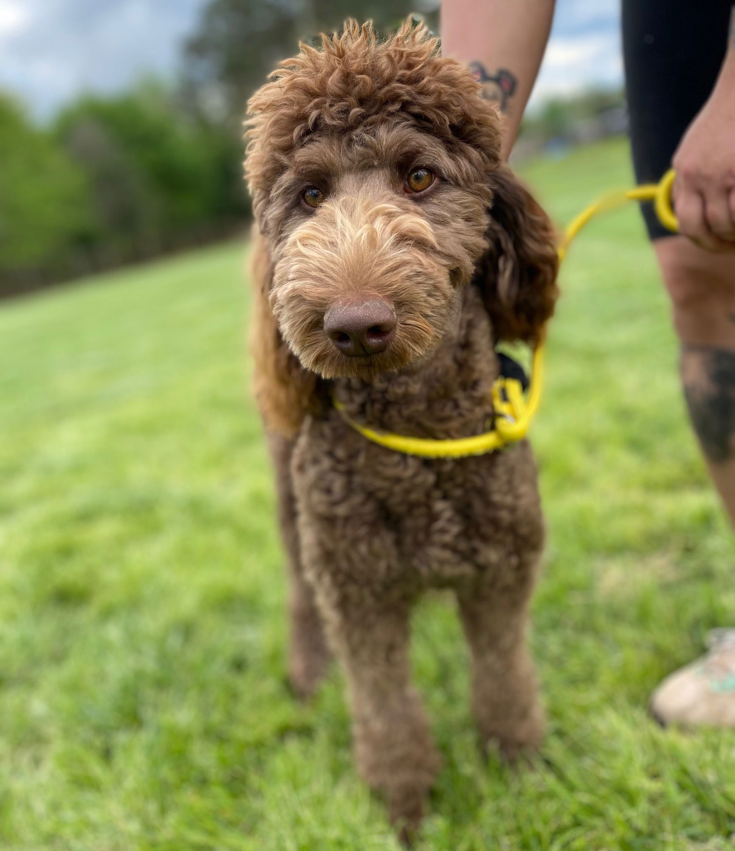 Dog Image