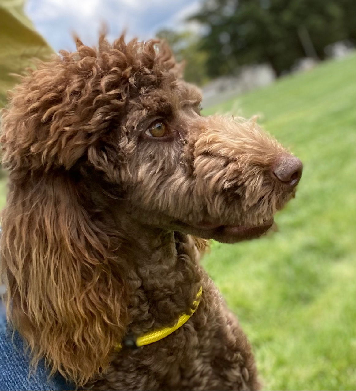 Dog Image