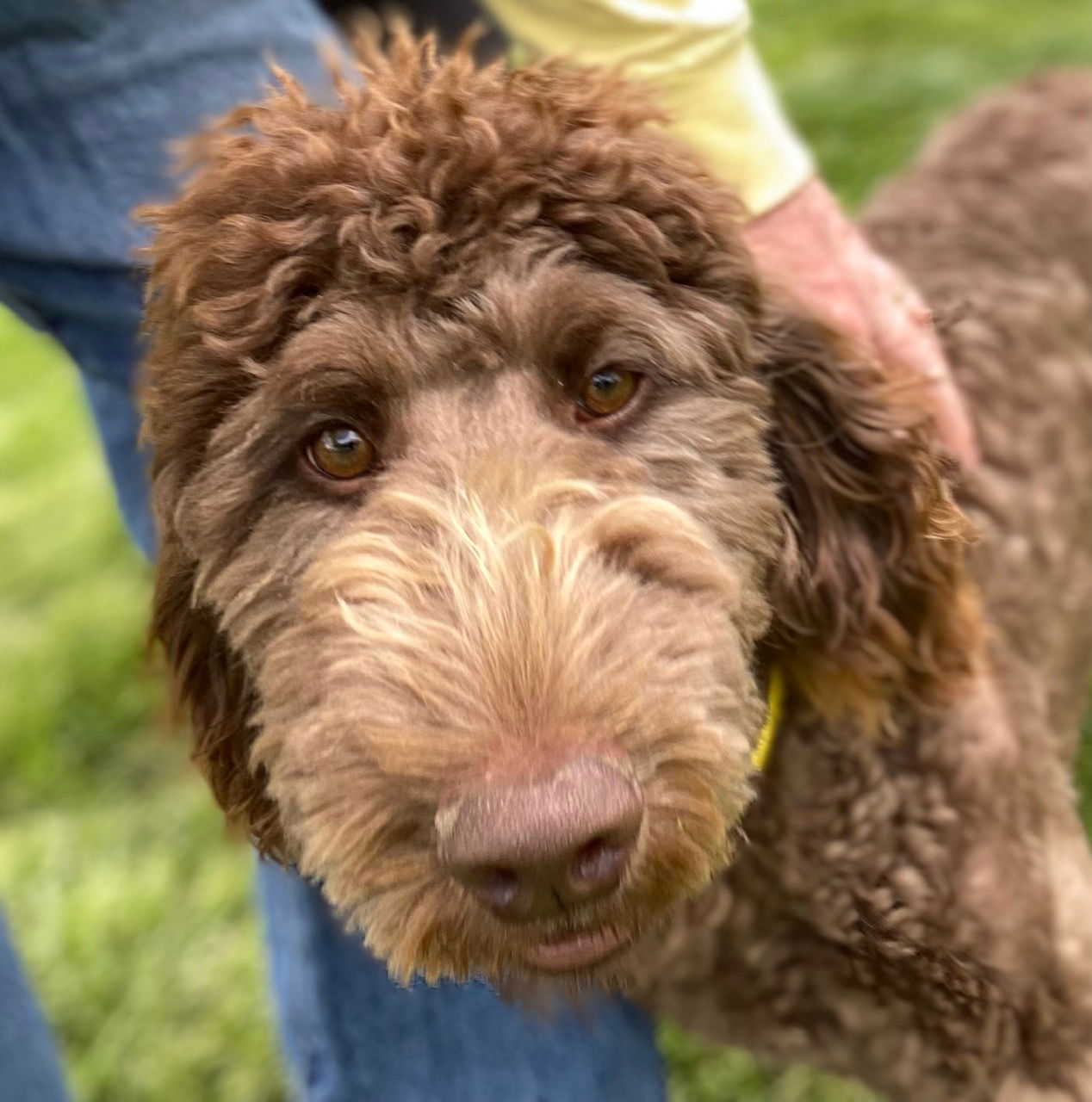Dog Image