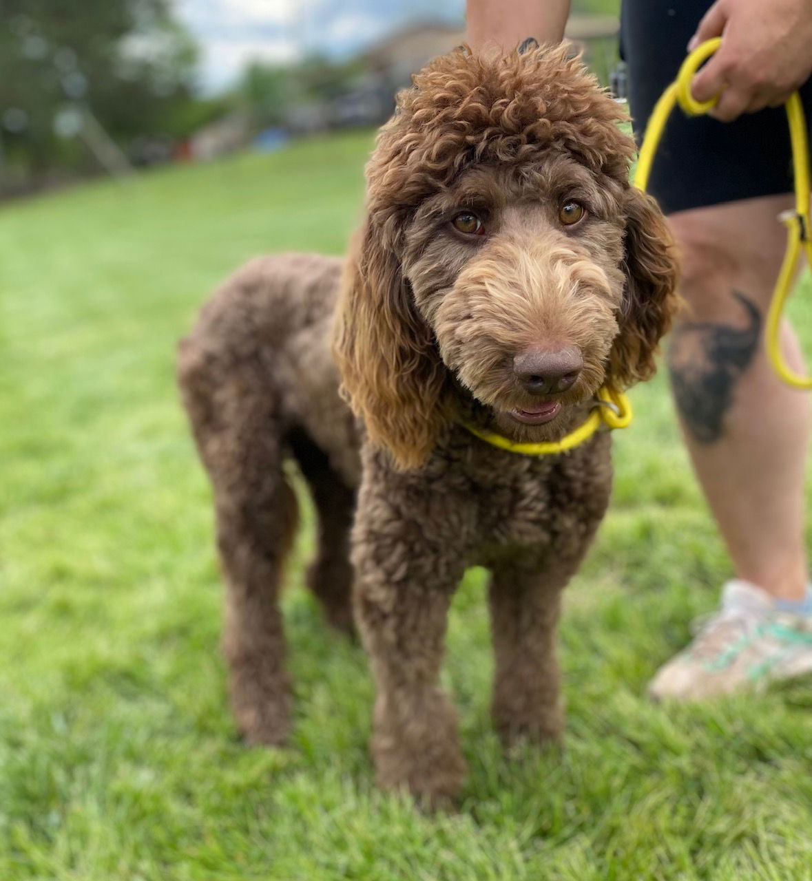 Dog Image