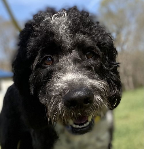 picture of the dog needing adoption