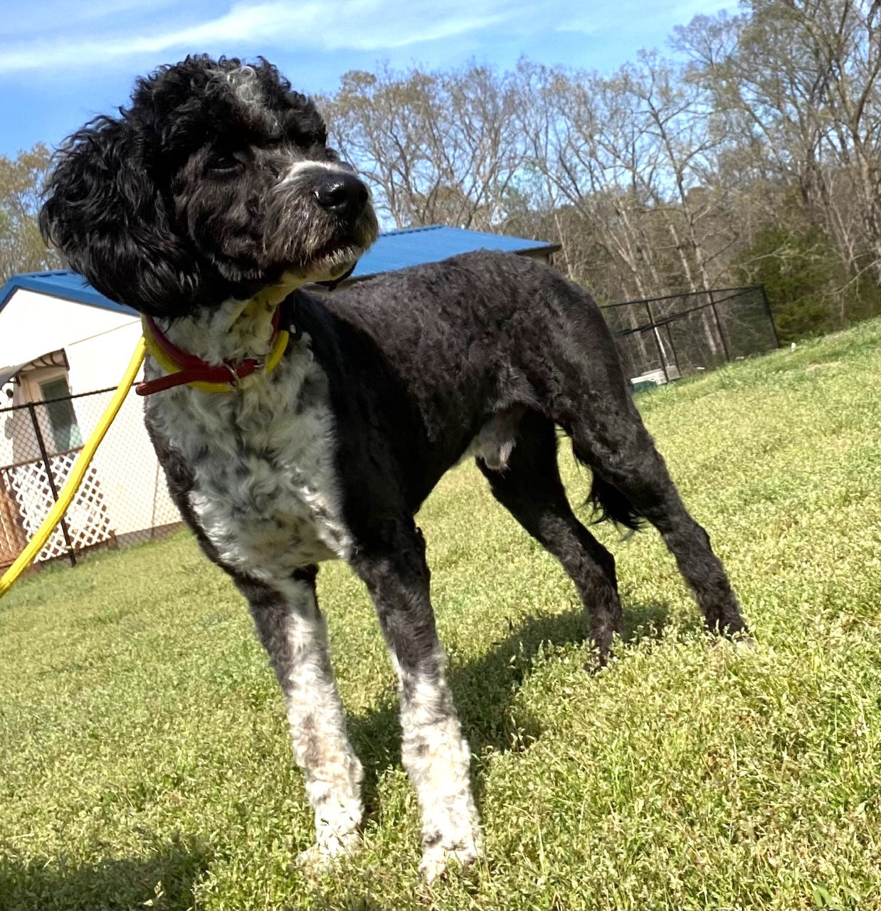 Dog Image