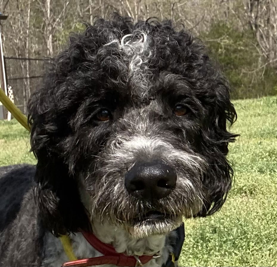 Dog Image