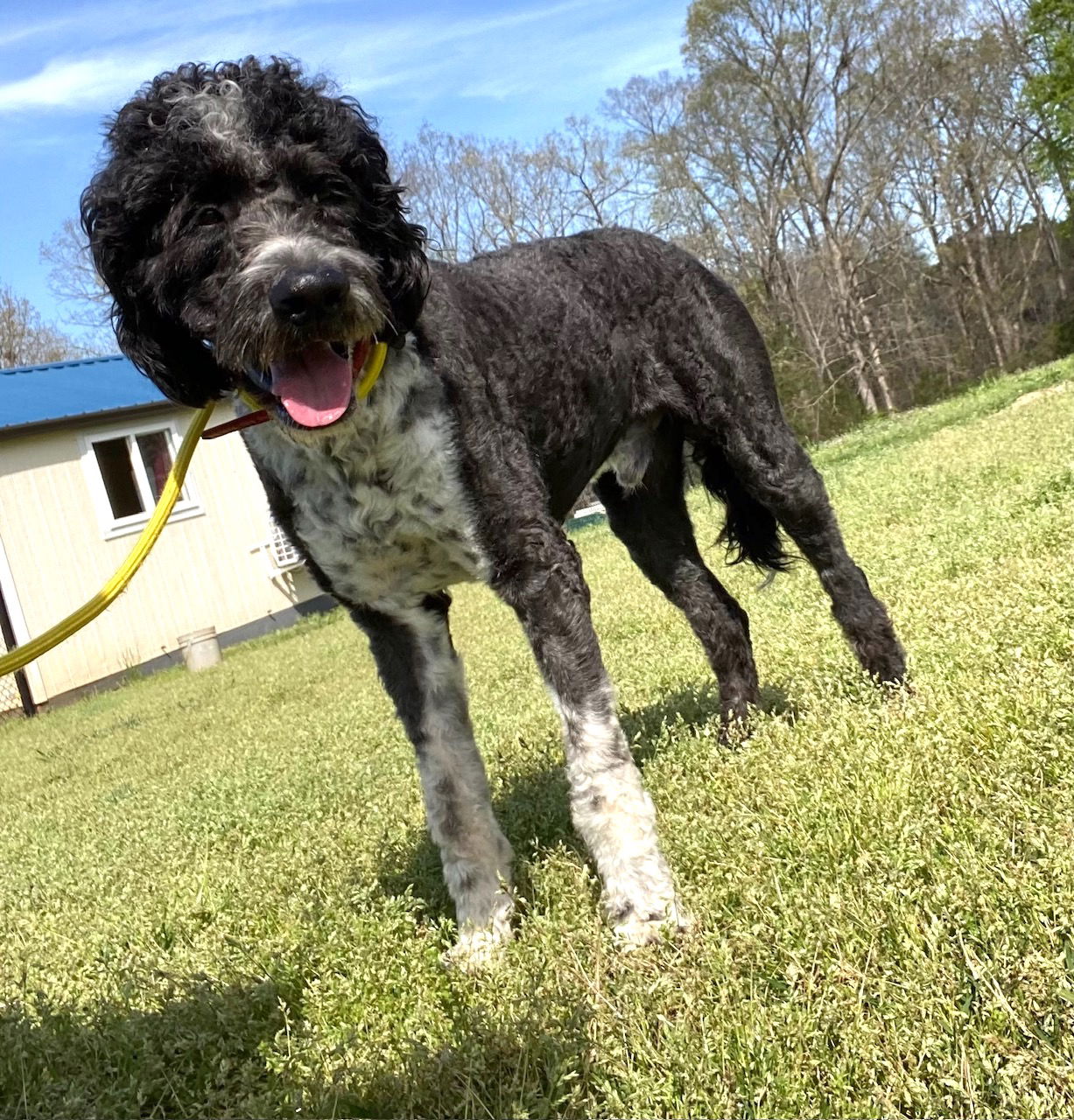Dog Image