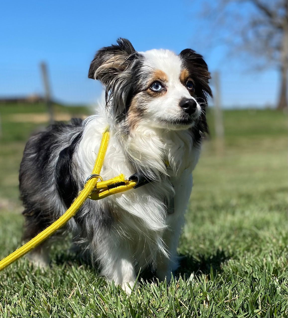 Dog Image