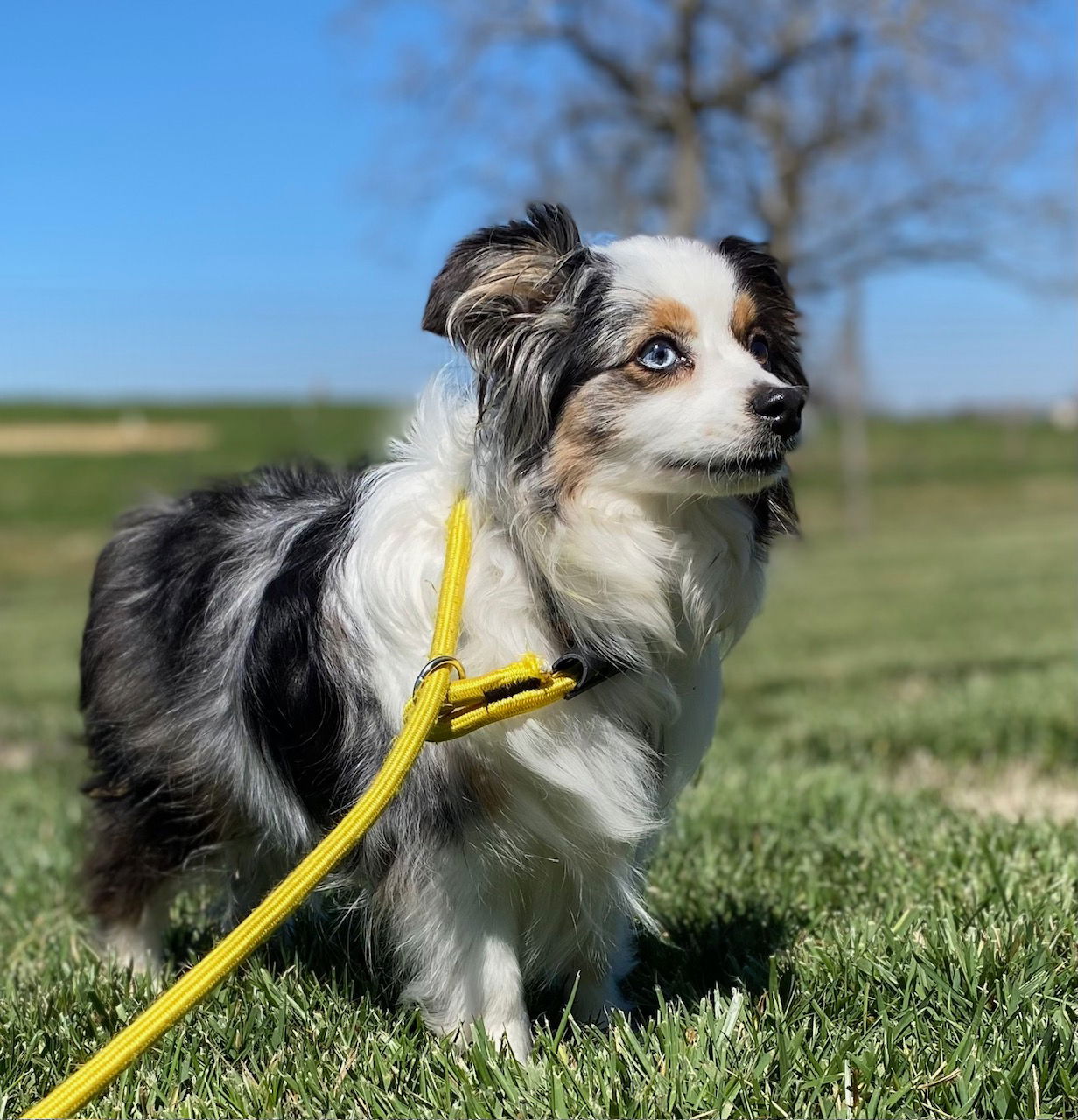 Dog Image