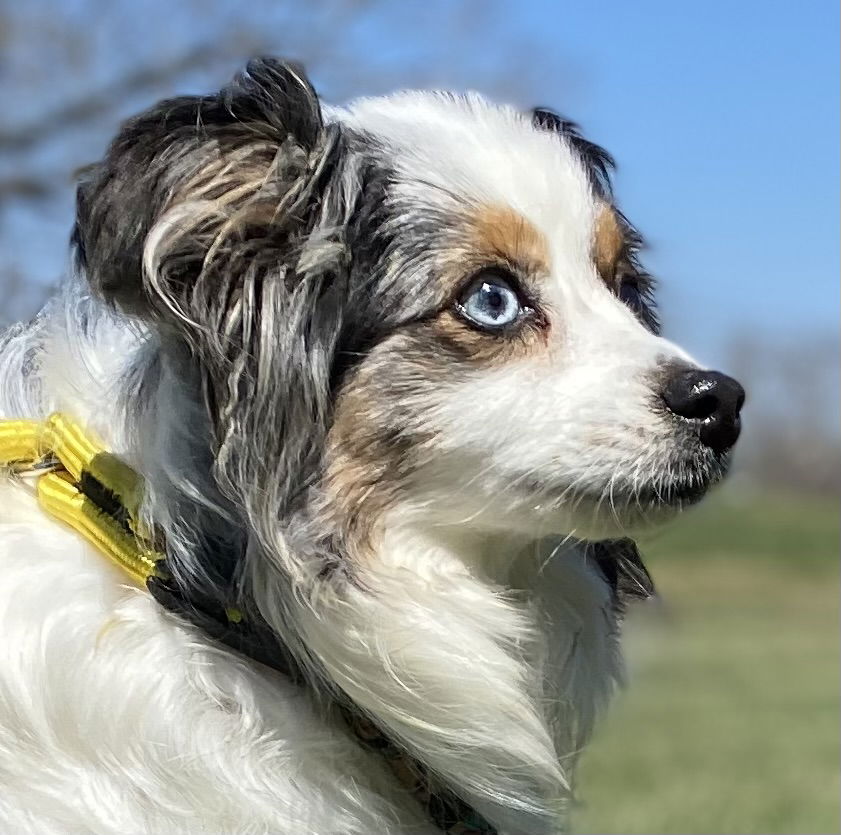 Dog Image