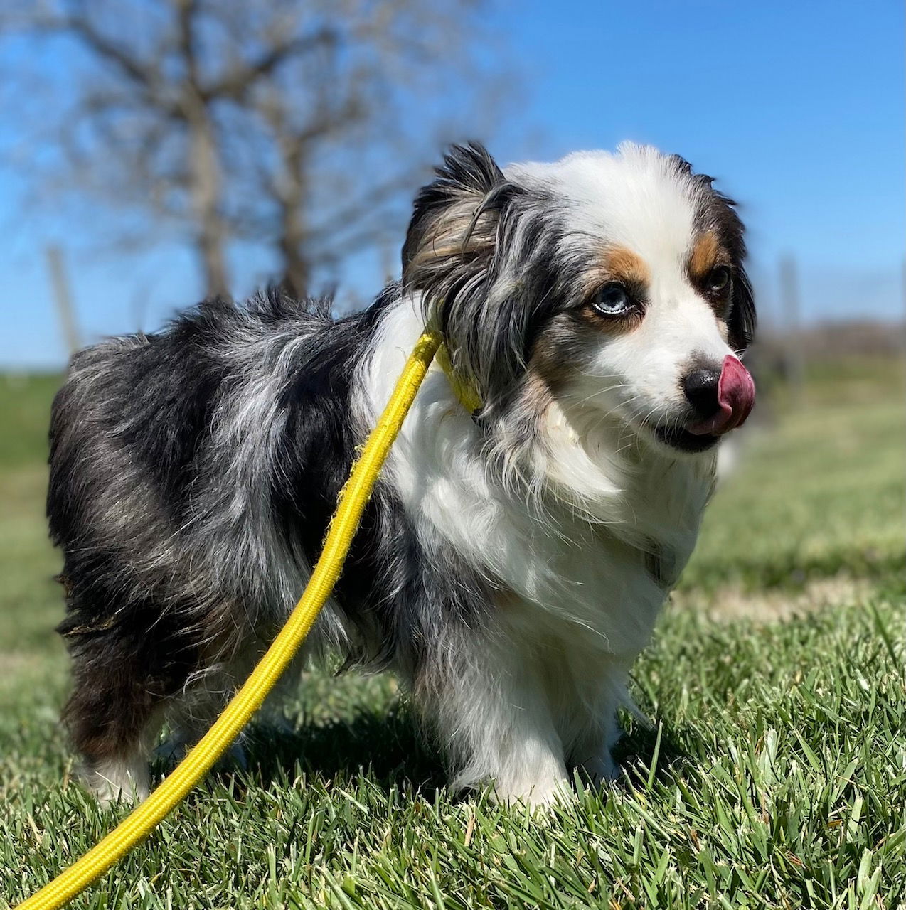 Dog Image