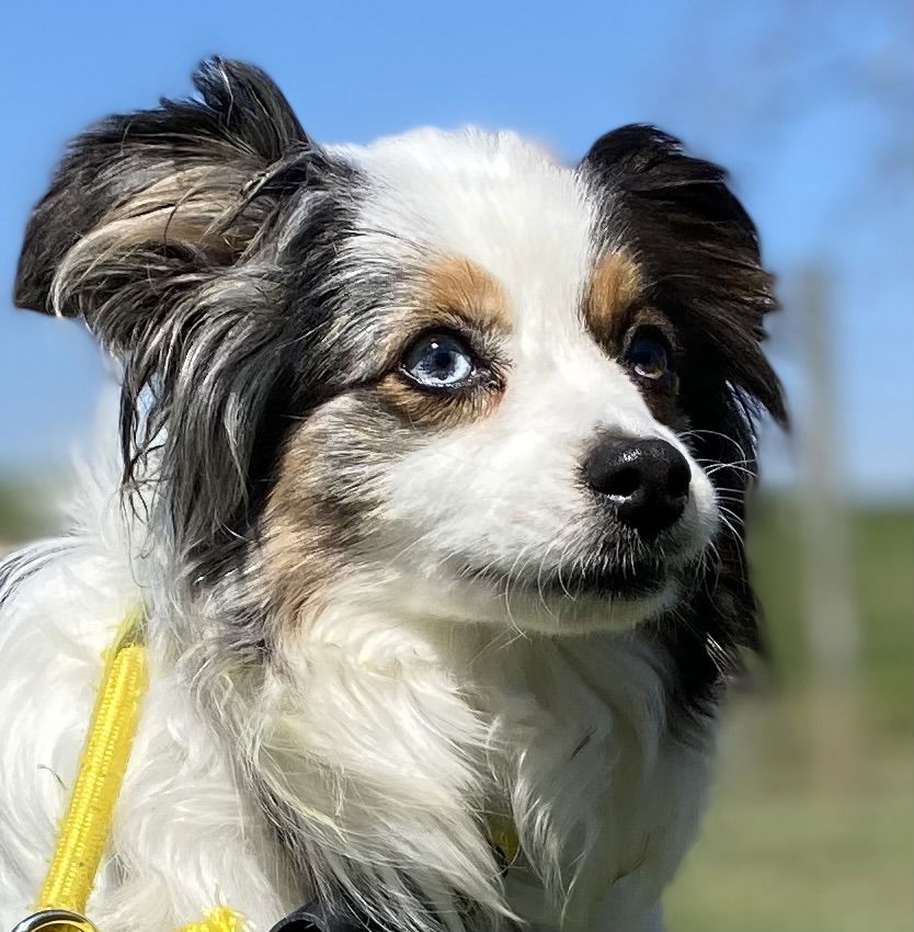 Dog Image