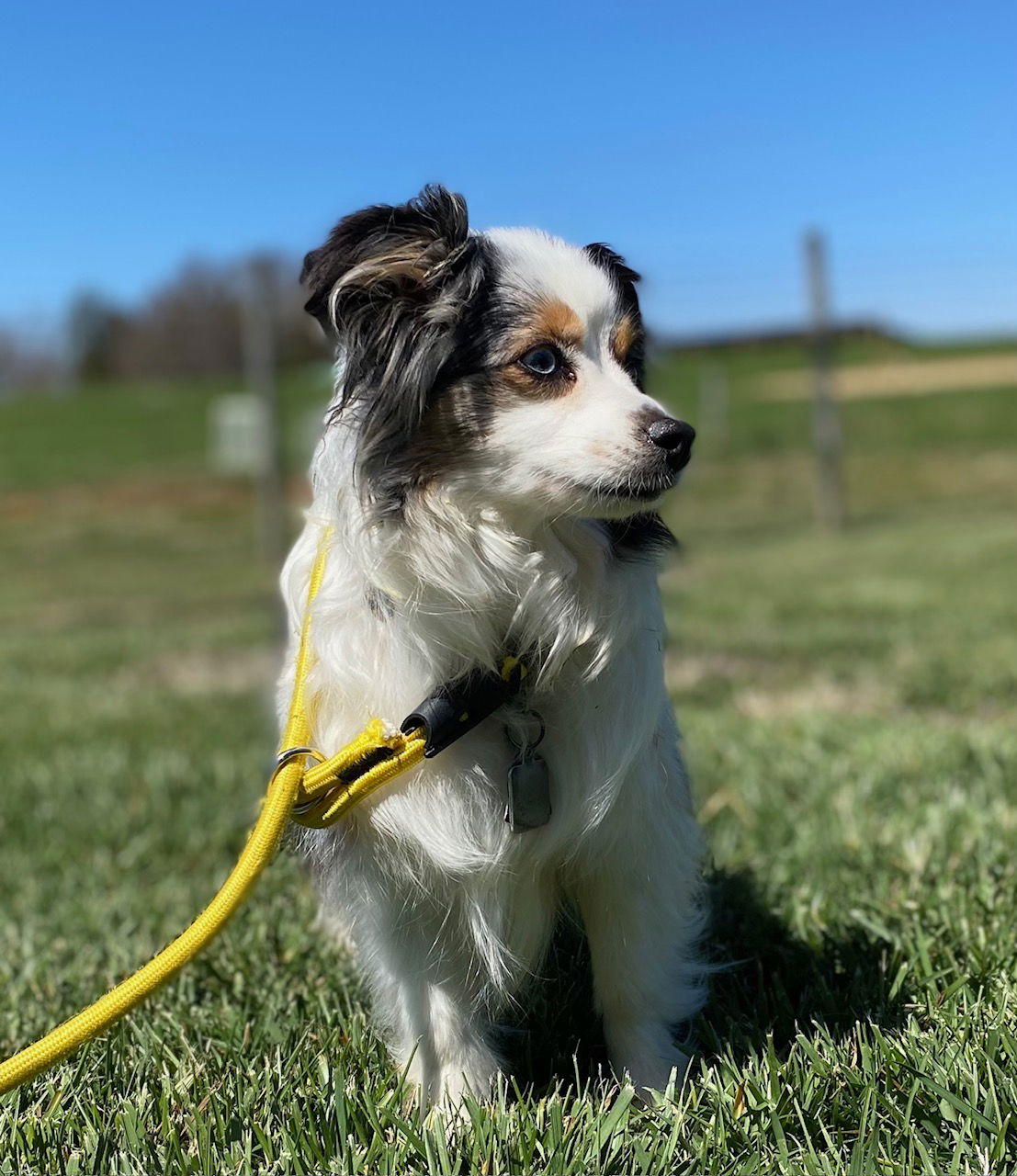 Dog Image