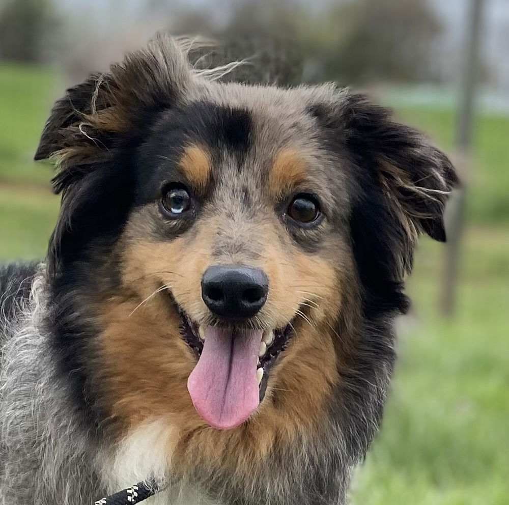 Dog Image