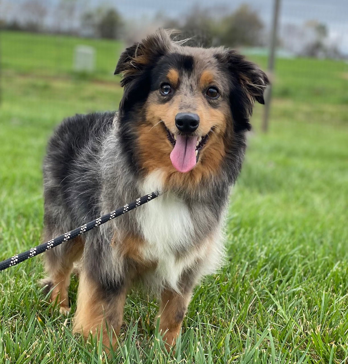 Dog Image