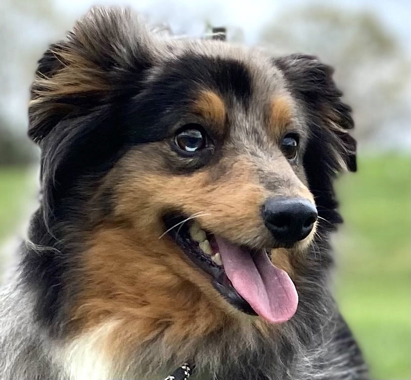 Dog Image