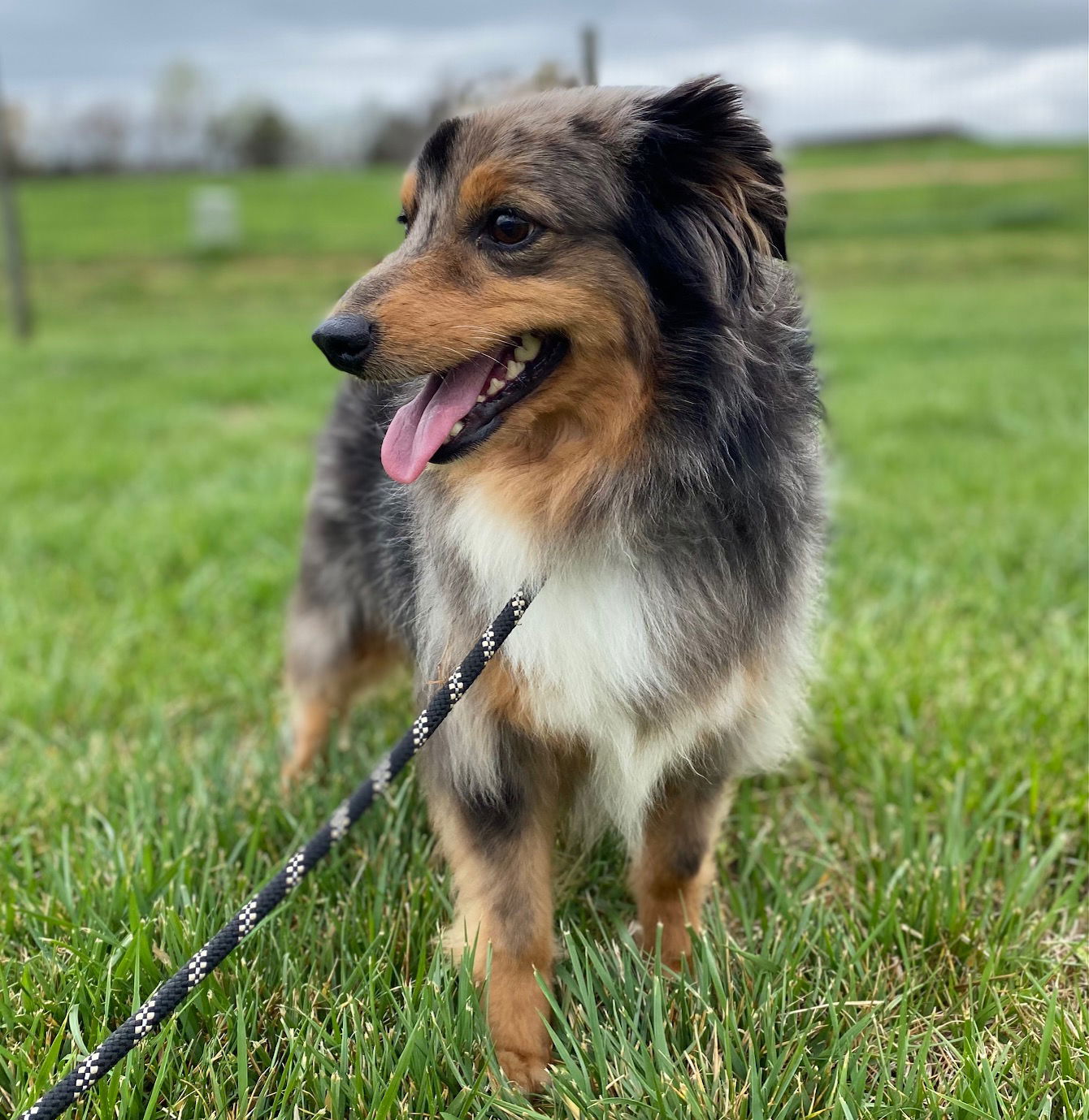 Dog Image