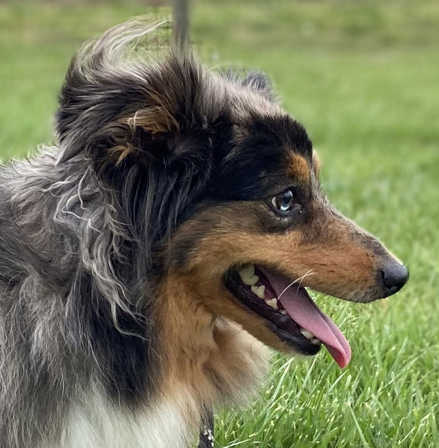 Dog Image
