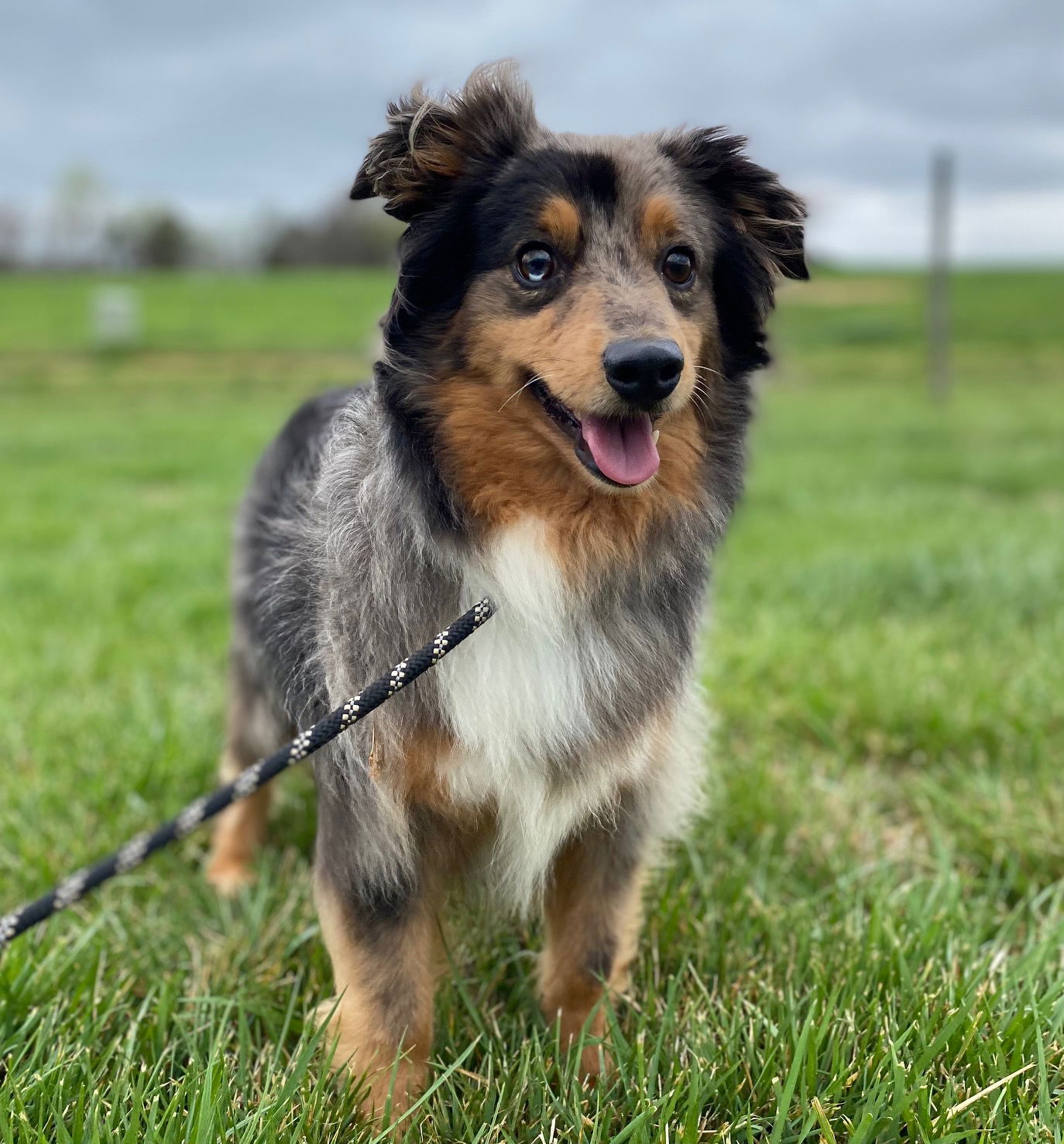 Dog Image