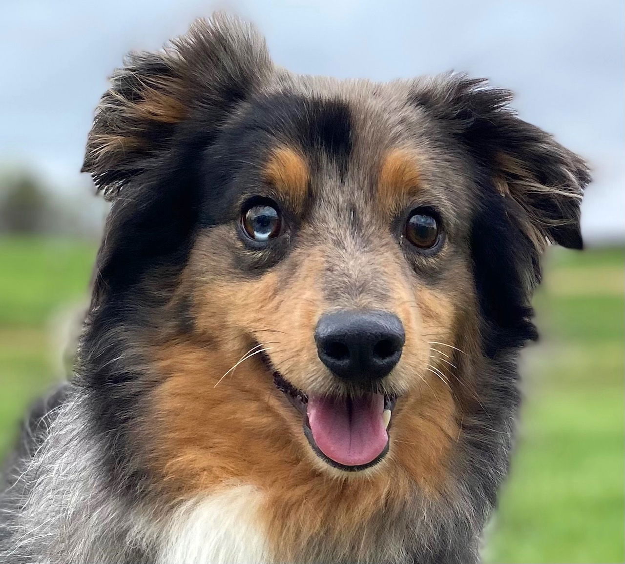 Dog Image
