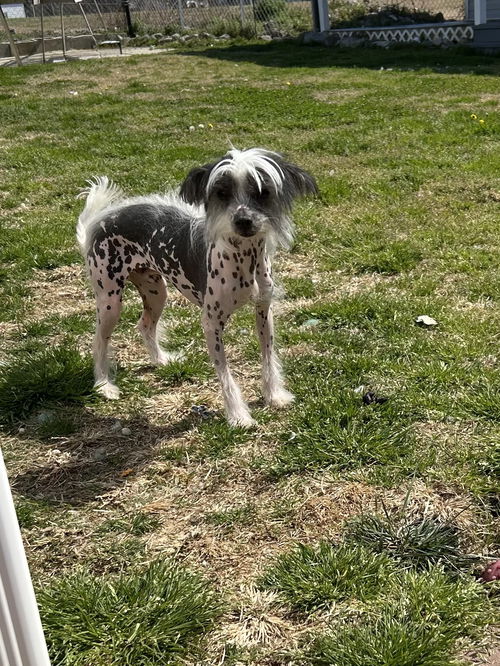 picture of the dog needing adoption