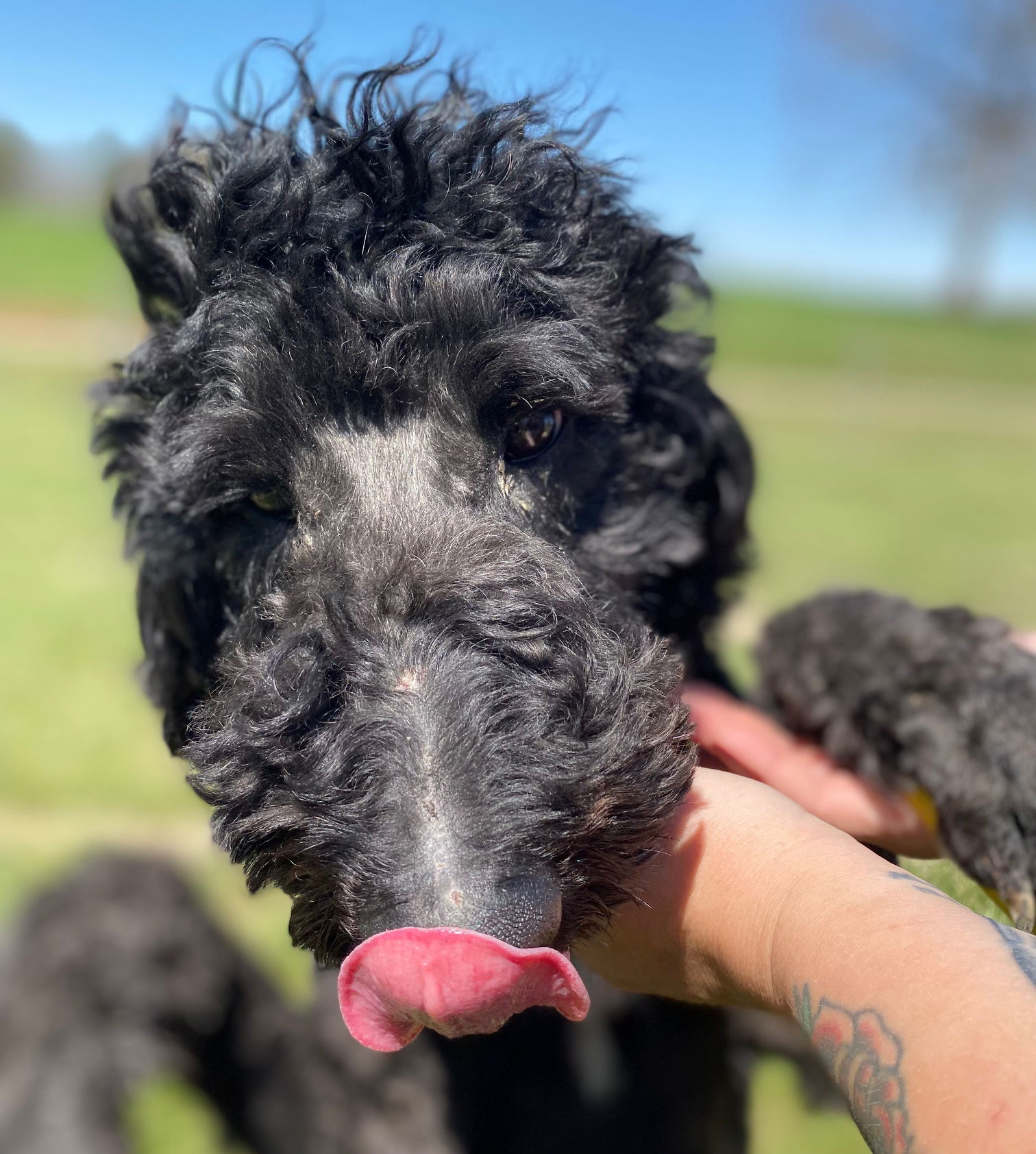 Dog Image