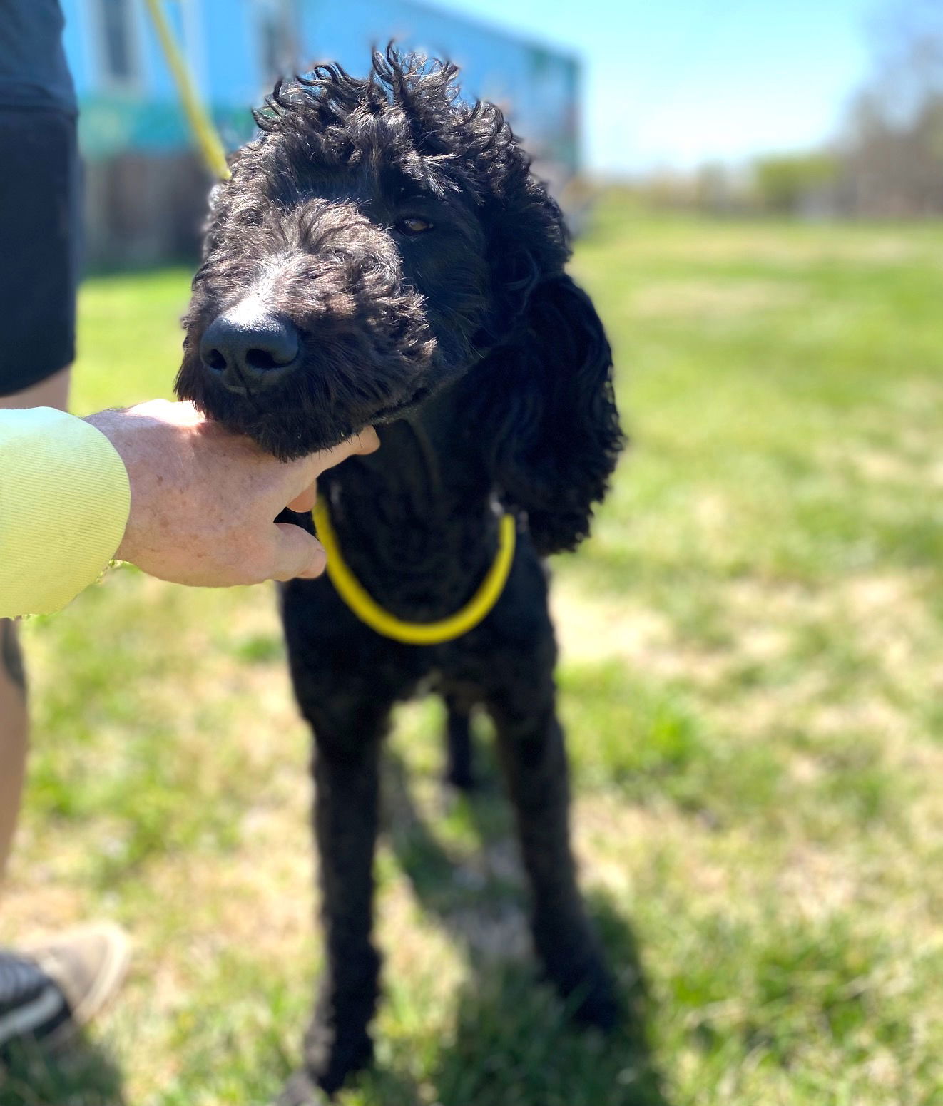 Dog Image