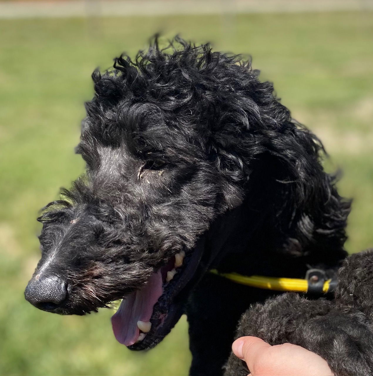 Dog Image