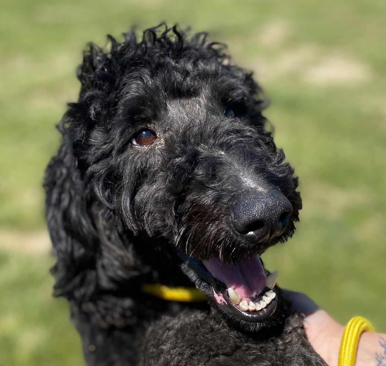 Dog Image