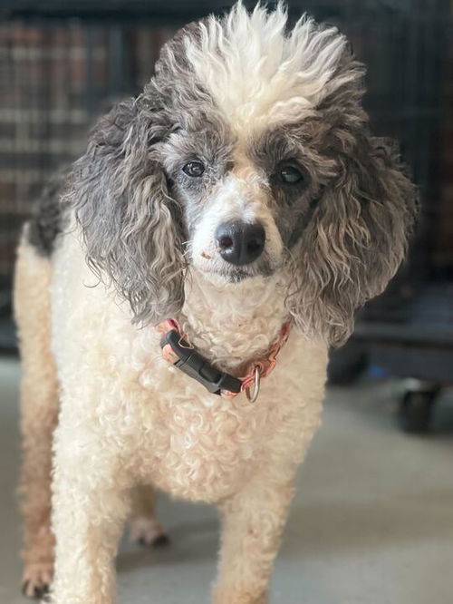 picture of the dog needing adoption