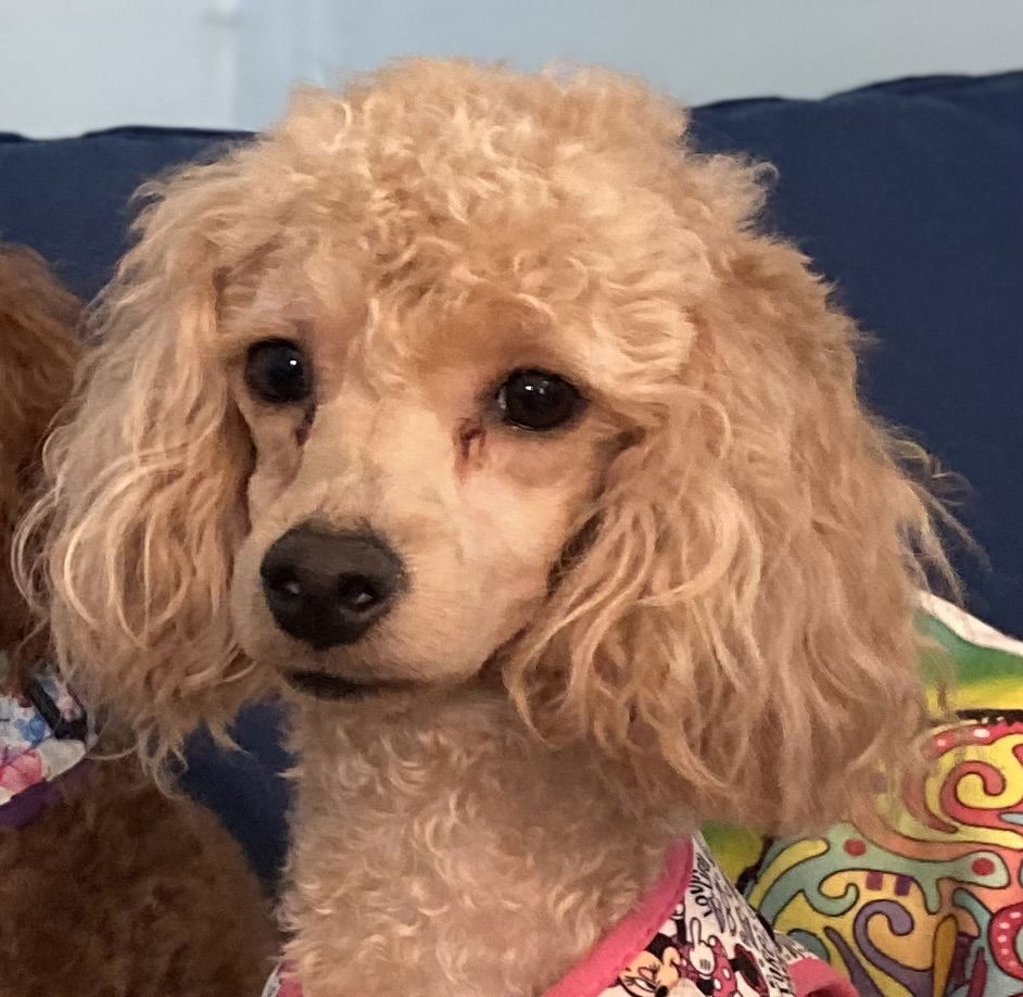 Dog Image