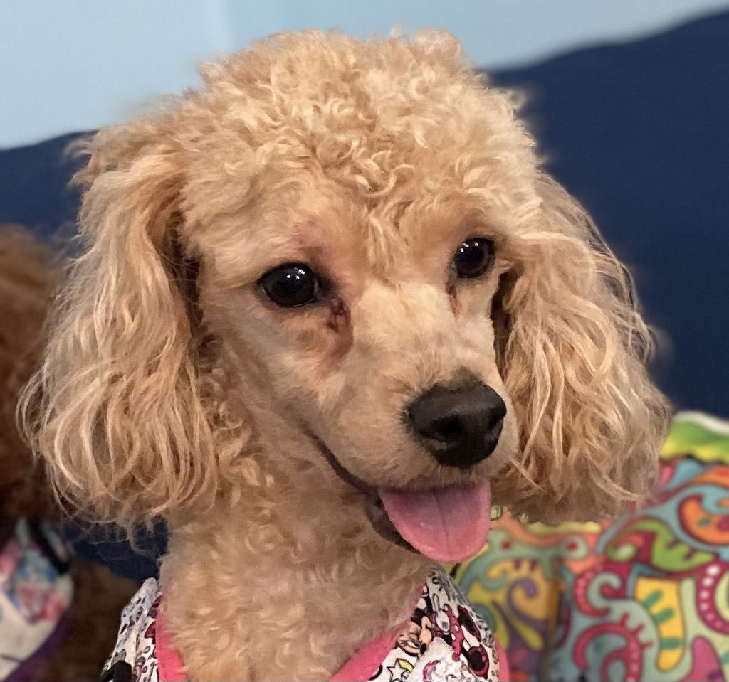 Dog Image