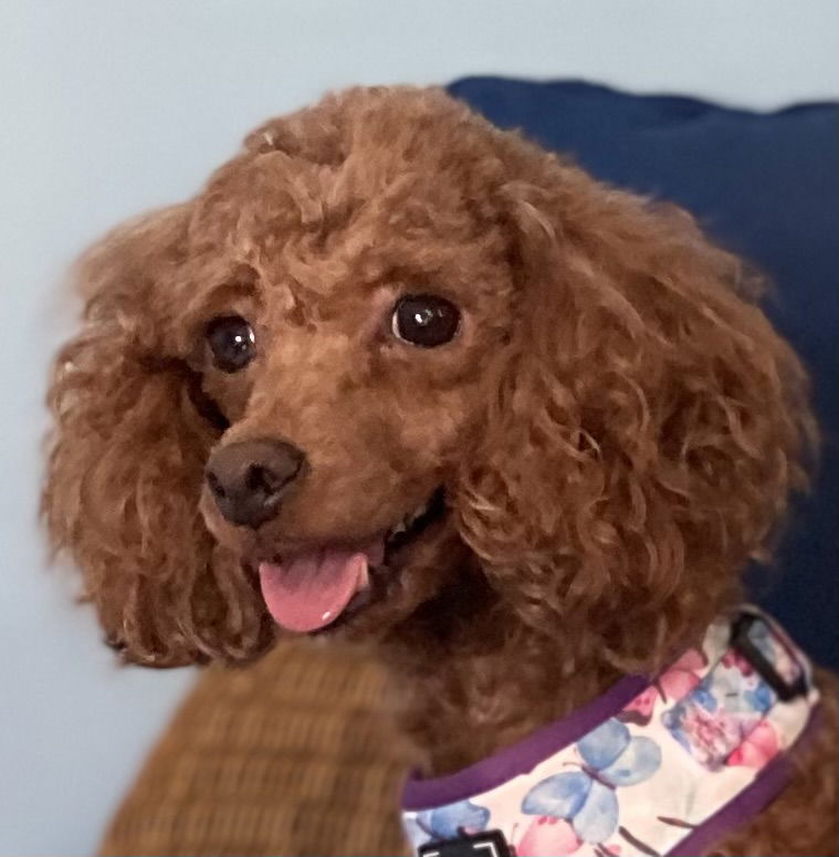 Dog Image
