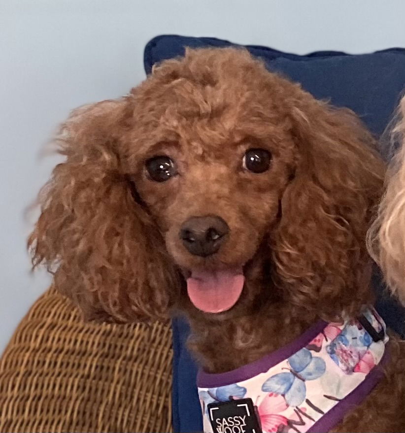 Dog Image