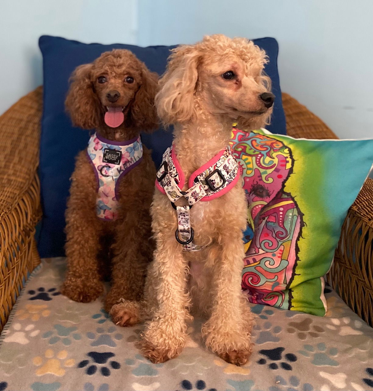Dog Image