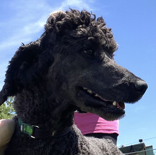 picture of the dog needing adoption