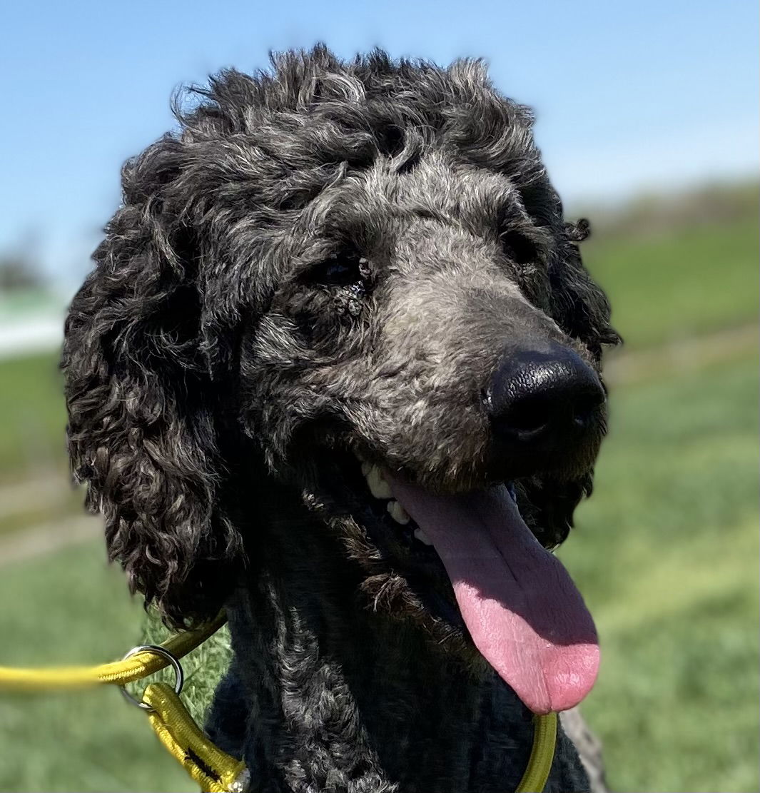 Dog Image