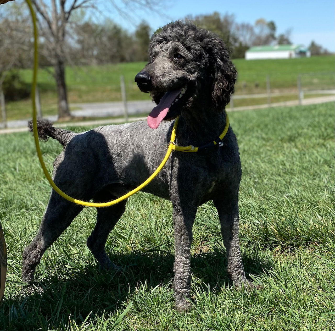 Dog Image