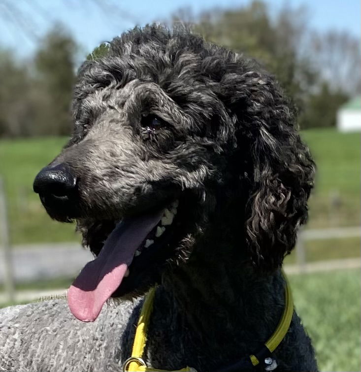 Dog Image