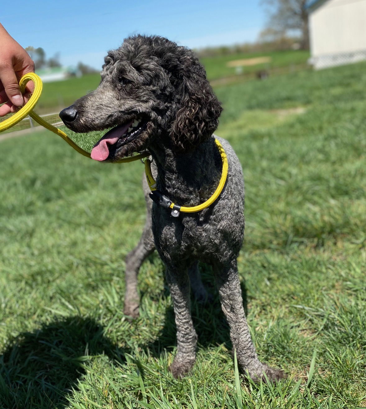 Dog Image