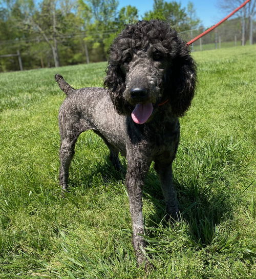 picture of the dog needing adoption