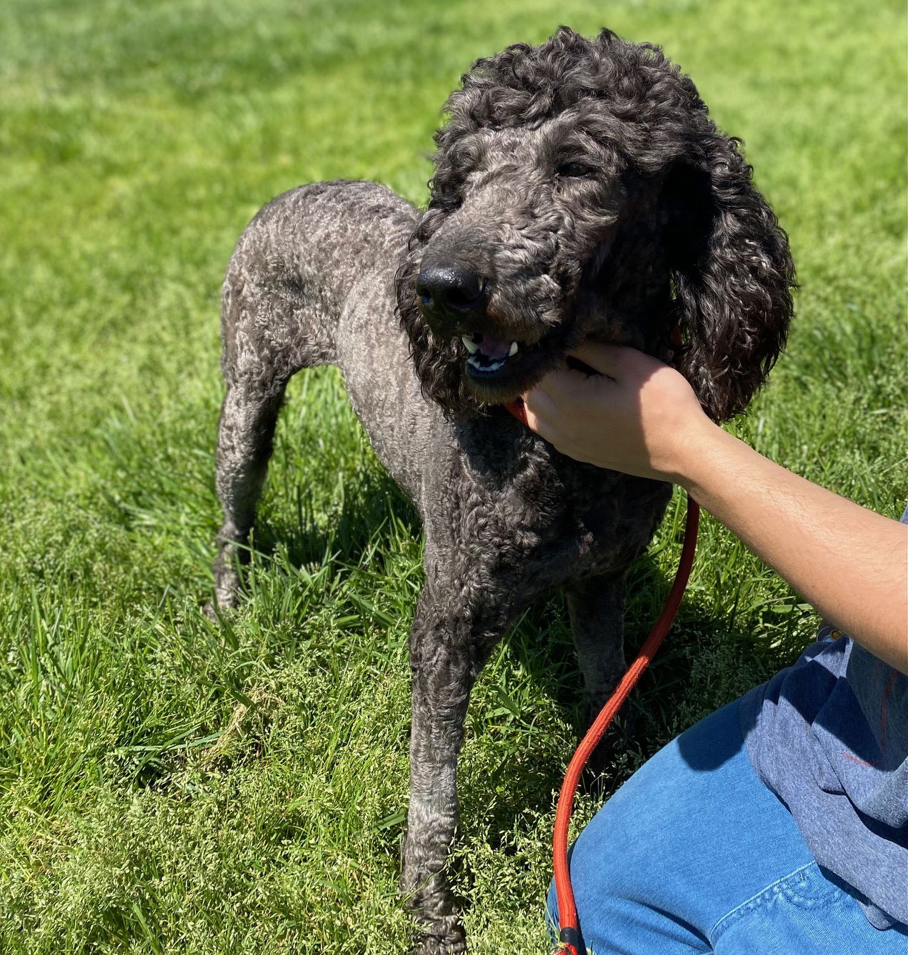 Dog Image