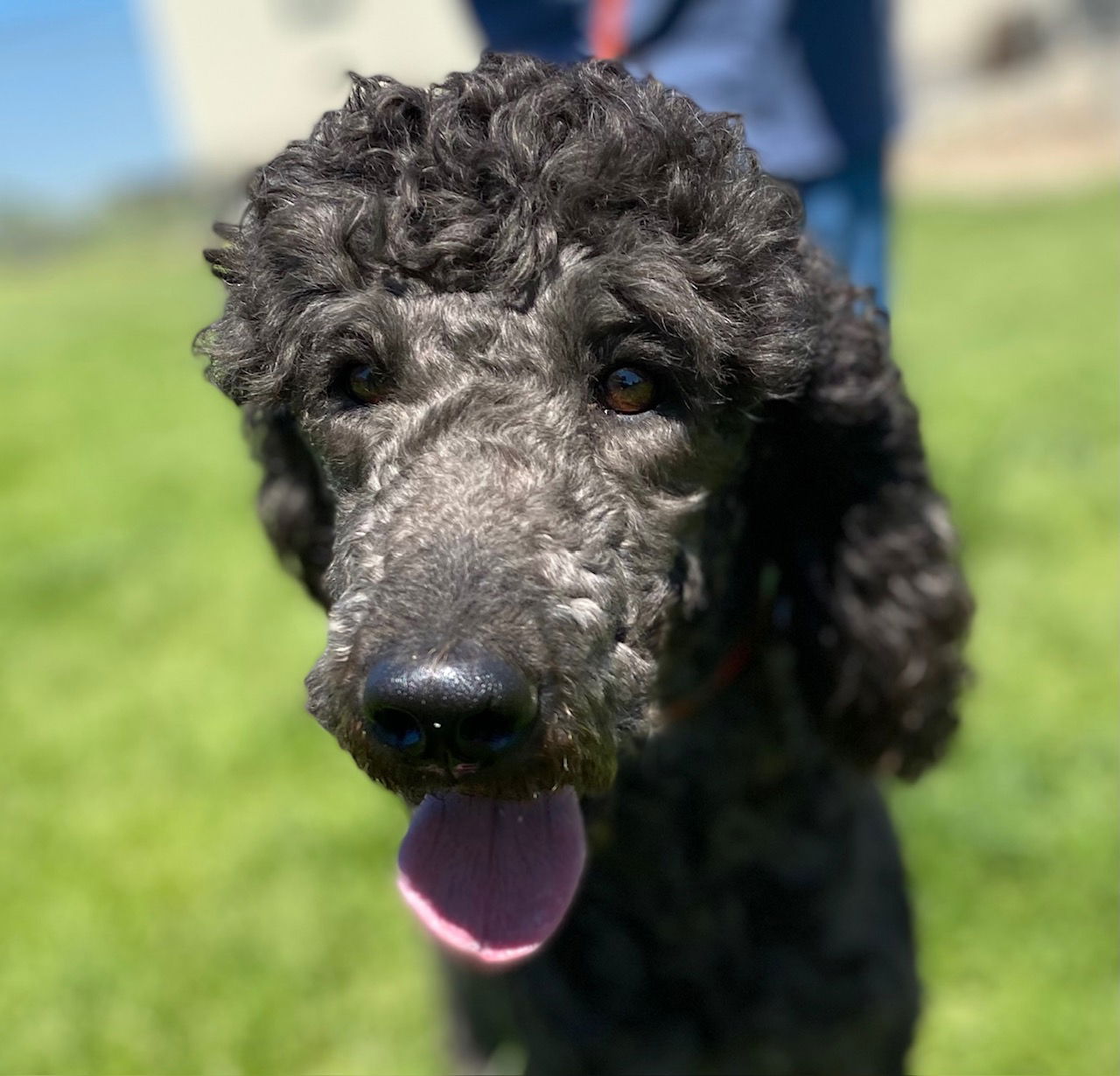 Dog Image